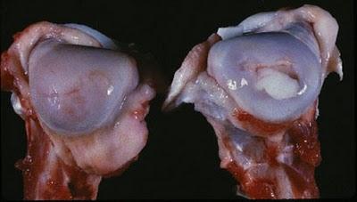 OSTEOCONDRITE/OSTEOCONDROSI NEL CANE