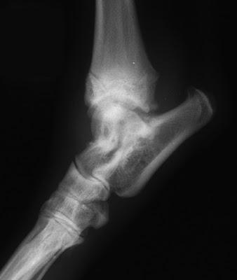 OSTEOCONDRITE/OSTEOCONDROSI NEL CANE