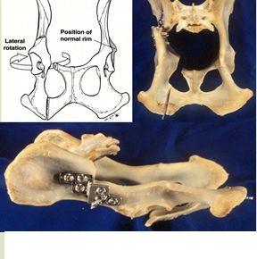 displasia dell'anca del cane :trattamento chirurgico