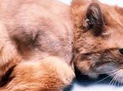 Fibrosarcoma gatto