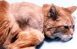 FIBROSARCOMA NEL GATTO