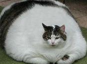 Obesita' gatto