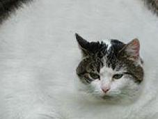 Obesita' gatto