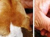 Leishmaniosi cane: terapia