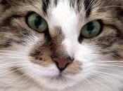 Come comunicare vostro gatto