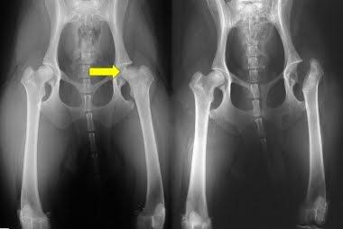 OSTEOTOMIA DI COLLO TESTA  DEL FEMORE  CANE