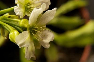 Dalle zanne un fiore