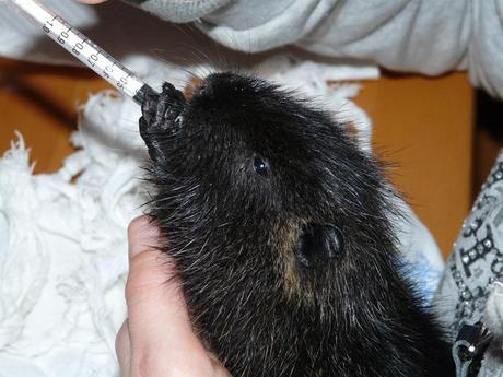 http://www.tursiops-biology.com/images/foto%20sito/nutycucciolonutria27nov09%20%2836%29.jpg Come accudire una Nutria – LEZIONE 8: VIVERE INSIEME