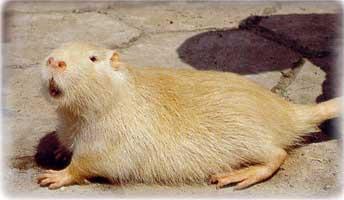 12 RAZZE E COLORI DELLE NUTRIE