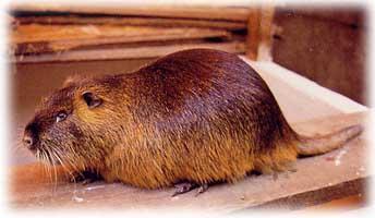 1 RAZZE E COLORI DELLE NUTRIE
