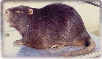 8 RAZZE E COLORI DELLE NUTRIE