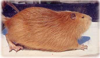 4 RAZZE E COLORI DELLE NUTRIE