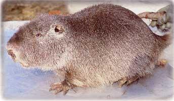 10 RAZZE E COLORI DELLE NUTRIE