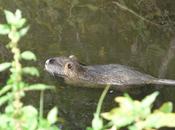 Convegni, seminari conferenze sulla nutria