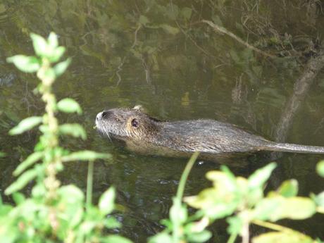 CONVEGNI, SEMINARI E CONFERENZE SULLA NUTRIA