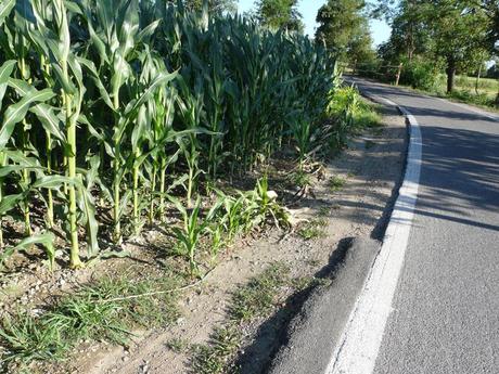 E' DIMOSTRATO: LA NUTRIA NON ARRECA DANNI ALL'AGRICOLTURA