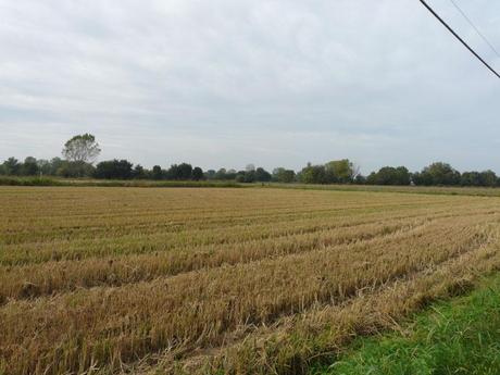 E' DIMOSTRATO: LA NUTRIA NON ARRECA DANNI ALL'AGRICOLTURA