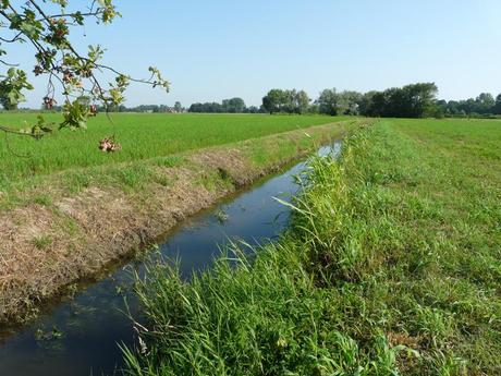 E' DIMOSTRATO: LA NUTRIA NON ARRECA DANNI ALL'AGRICOLTURA