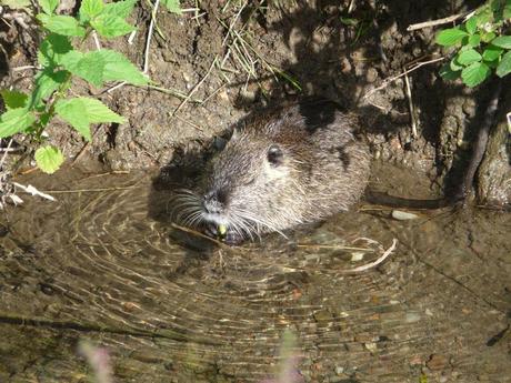 SULL'ALIMENTAZIONE E SULLA CONVIVENZA CON L'AVIFAUNA DELLA NUTRIA