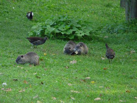 SULL'ALIMENTAZIONE E SULLA CONVIVENZA CON L'AVIFAUNA DELLA NUTRIA