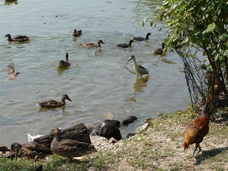 SULLA PREDAZIONE DELLE UOVA DA PARTE DELLE NUTRIE