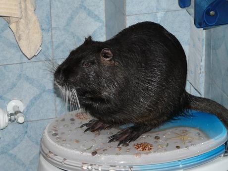 A TU PER TU CON LA NUTRIA