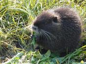 BLOG SULLA NUTRIA CORRETTA INFORMAZIONE DIVULGAZIONE COYPU (Myocastor coypus)