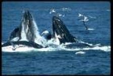 Balene a Vanua Levu