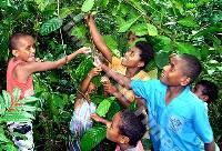 Bambini al villaggio di Nakawakawa raccolgono chicchi di caffe'