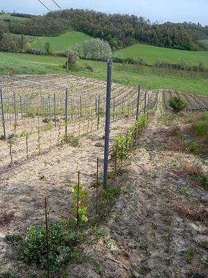 Il Grande fratello della vita: la spollonatura del Sangiovese a Villa Petriolo...in giornate bagnate dal sole