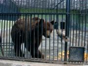 Gli animali dello Zoo fattoria verranno trasferiti.