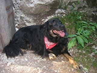 PENSIERO DI UN CANE ABBANDONATO