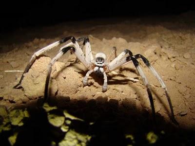 Ragno_Gigante_Cerbalus_Monster_Spider