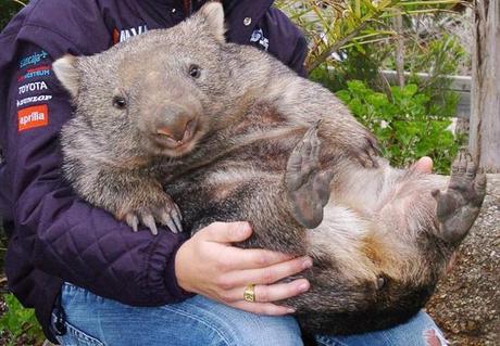 Il wombat di Benevento