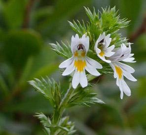 Omeopatia si :allergie ed Euphrasia Officinalis.