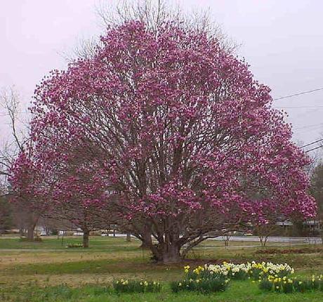 L’albero di Giovanni Falcone