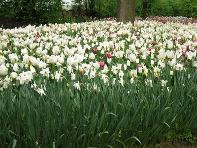 Castello di Pralormo:Messer Tulipano, prima parte