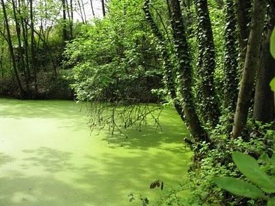 Castello di Pralormo:Messer Tulipano, prima parte