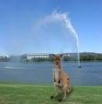 Un canguro nel parco del Lago di Canberra