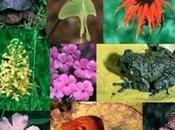 Biodiversità rischio, nonostante sforzi