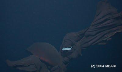 medusa gigantte Stygiomedusa gigantea