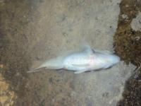 Pesci morti sulle spiagge di Rotuma
