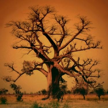 albero della vita