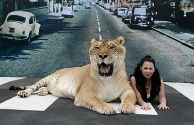 Ligre, il più grosso felino del mondo