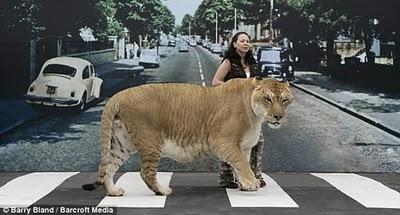 Ligre, il più grosso felino del mondo