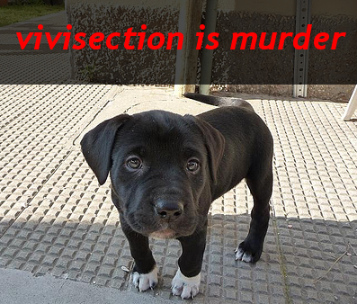 vivisection is murder