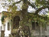 Alberi monumentali, platani Tagliata, Racconigi (TO)