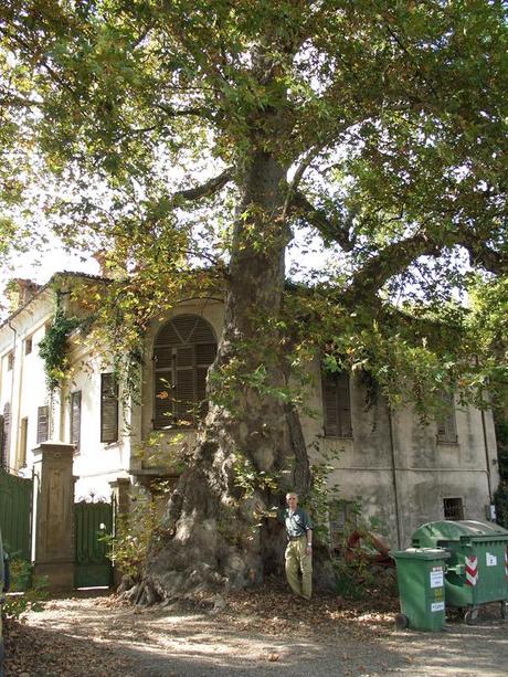 Alberi monumentali, i platani di Tagliata, Racconigi (TO)