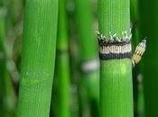 vegetali? svilupparono seguito un'esplosione stellare