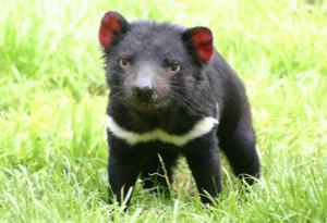 Sequenziato il genoma del diavolo della Tasmania: basterà a salvarlo dall’estinzione?